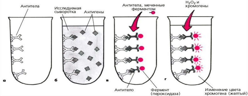 Фото: Как подтвердить диагноз при помощи лабораторных методов исследования?